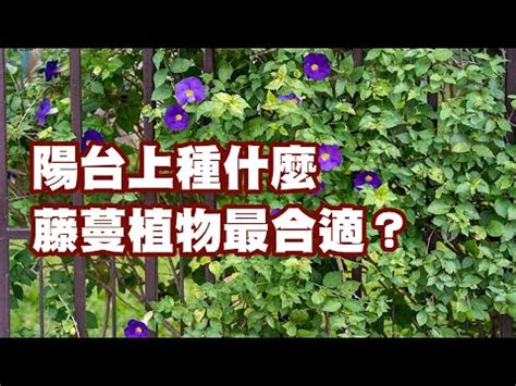 爬藤植物風水